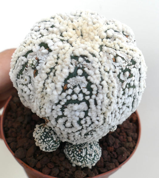 Astrophytum asterias cv HANAZONO