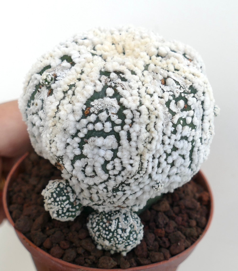 Astrophytum asterias cv HANAZONO