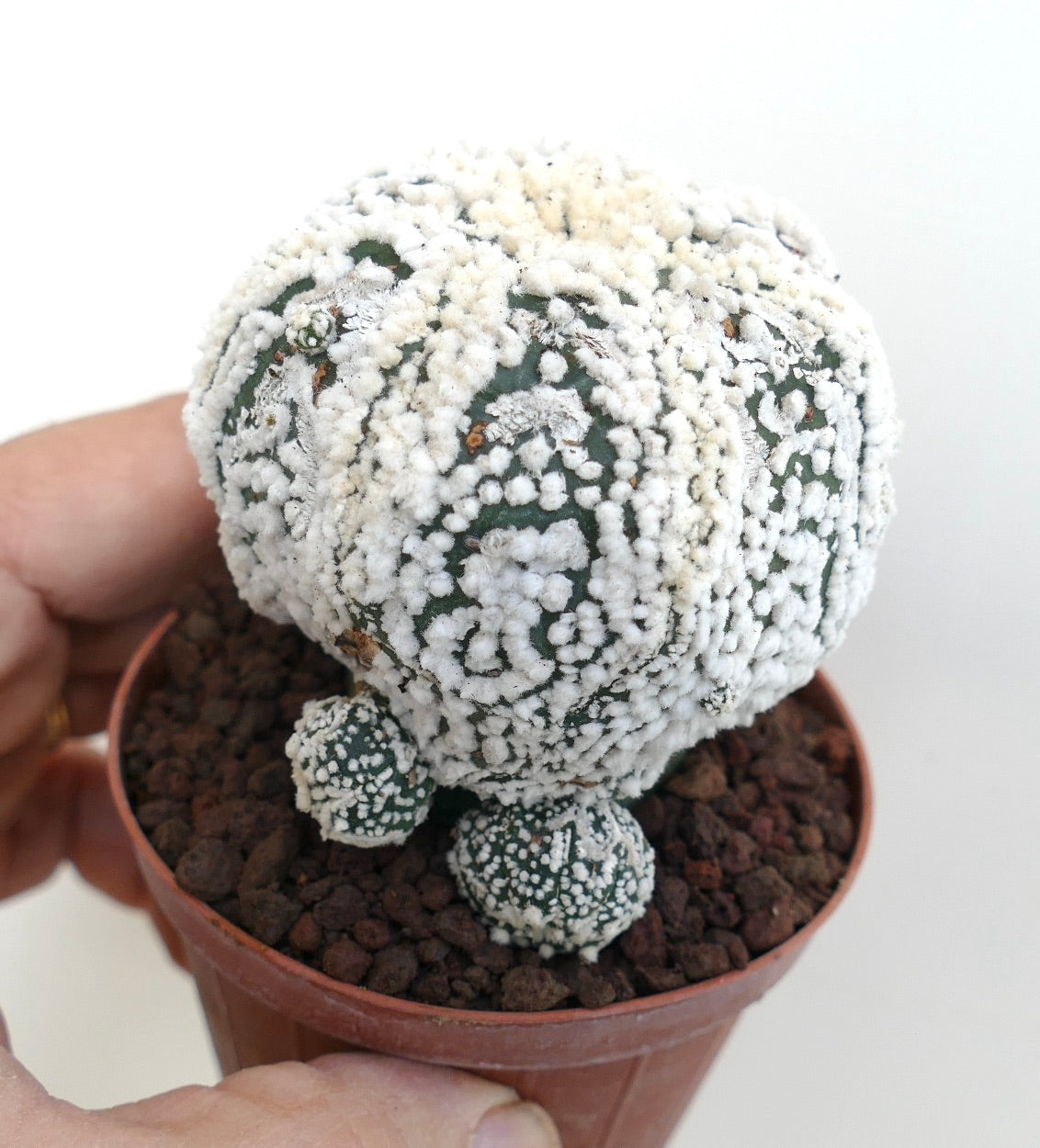 Astrophytum asterias cv HANAZONO