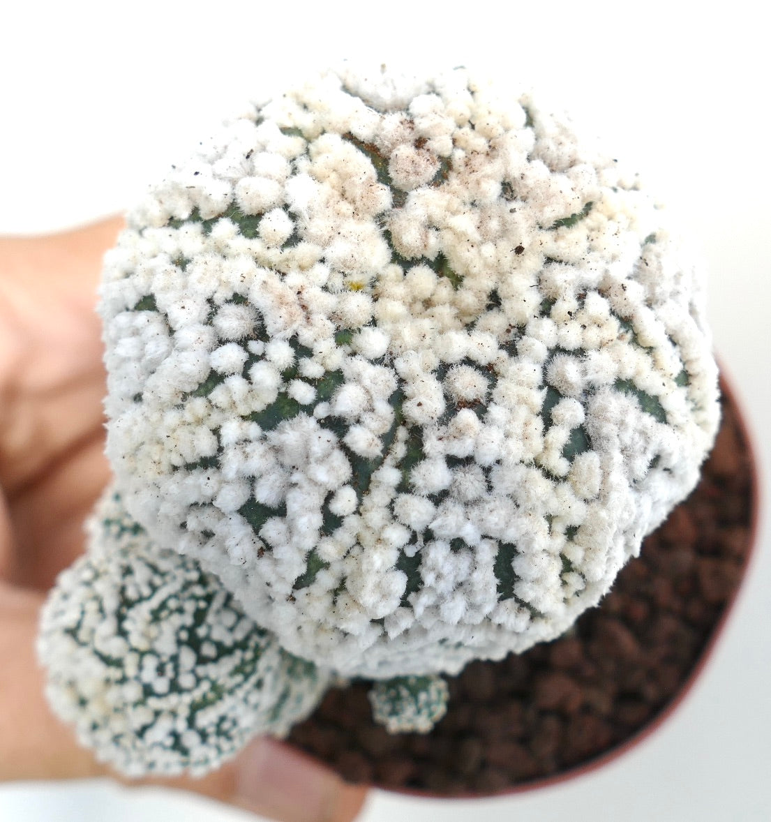 Astrophytum asterias cv HANAZONO multi-branched