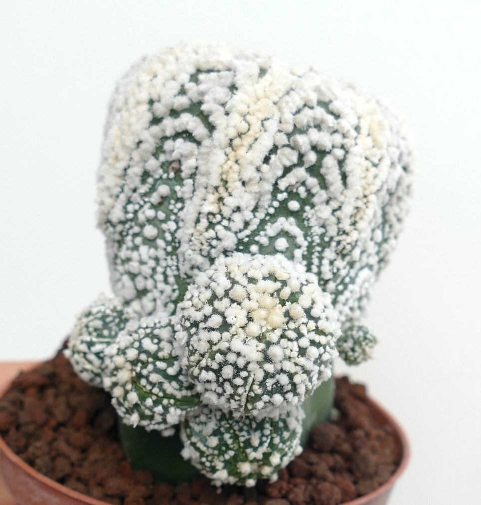 Astrophytum asterias cv HANAZONO