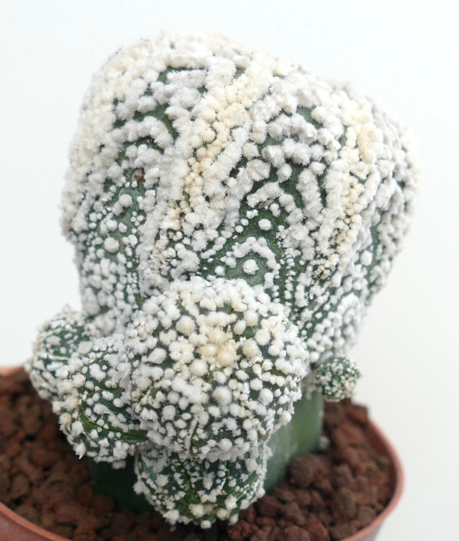 Astrophytum asterias cv HANAZONO multi-branched