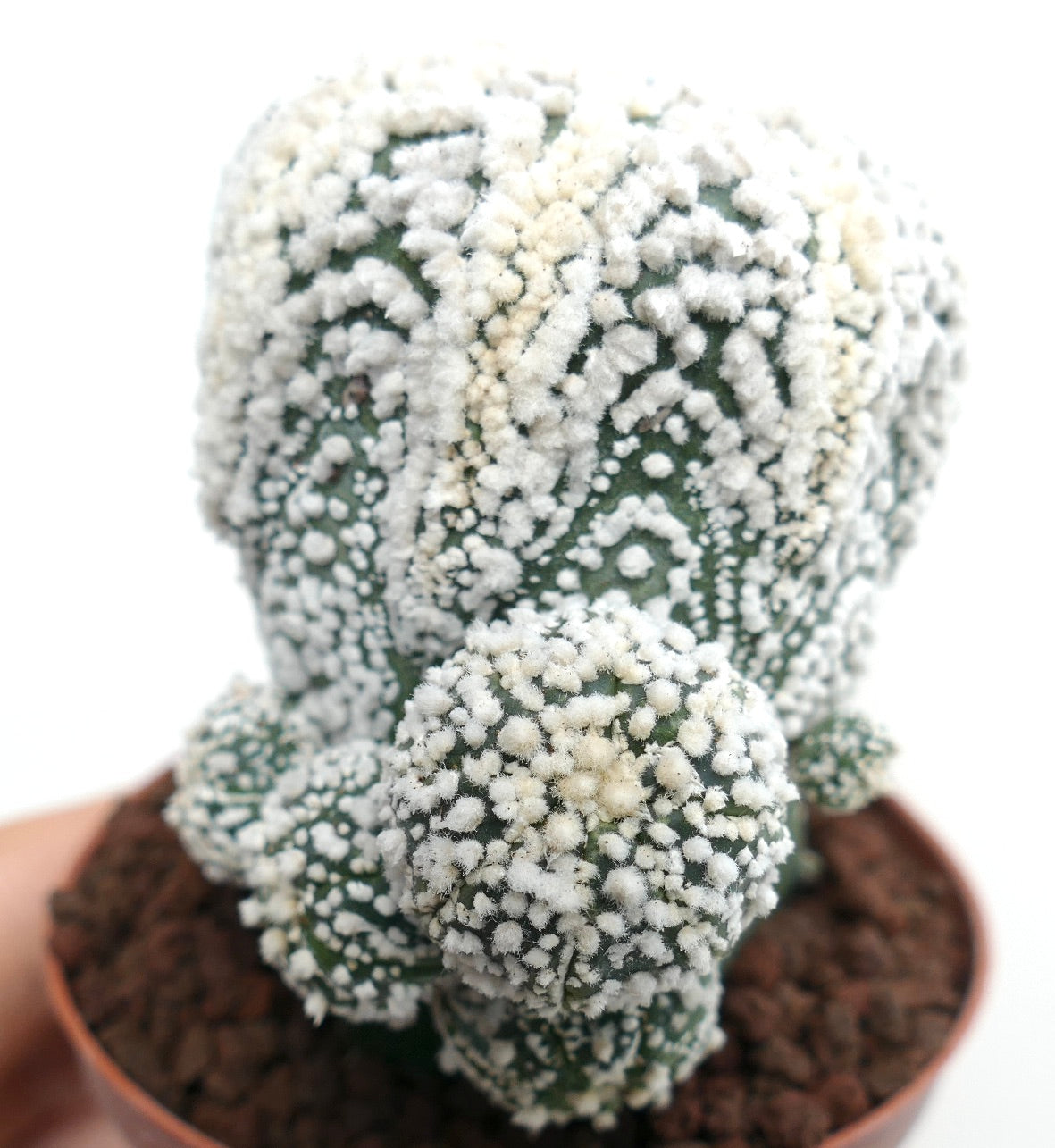 Astrophytum asterias cv HANAZONO multi-branched