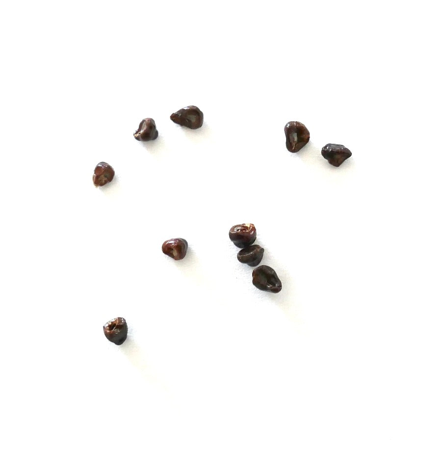 Semi di Astrophytum asterias cv OIBBO nudum piccoli semi marroni di cactus su sfondo bianco