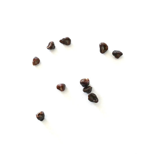 Semi di Astrophytum asterias cv OIBBO nudum piccoli semi marroni di cactus su sfondo bianco