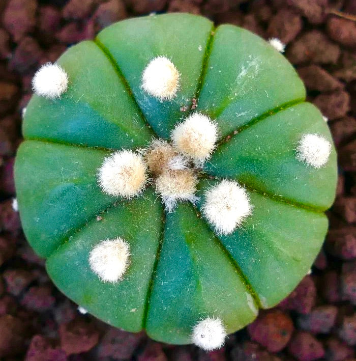 bovenaanzicht van Astrophytum asterias cv Oibbo nudum met een groen lichaam en wollige areolen