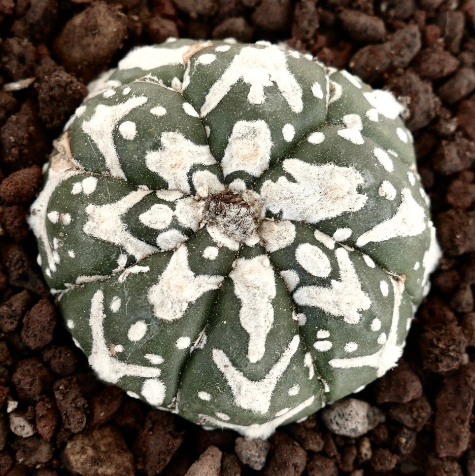 Astrophytum asterias cv SUPERKABUTO V-TYPE MAJOR