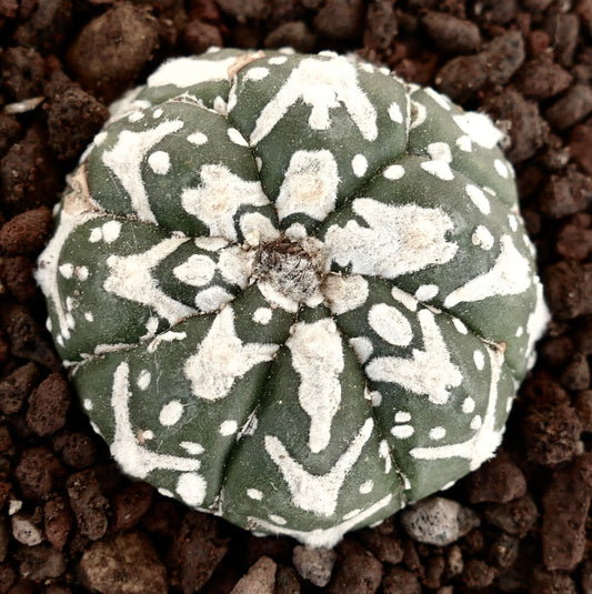 Astrophytum asterias cv SUPERKABUTO V-TYPE MAJOR