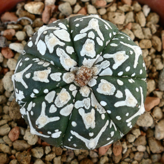 Astrophytum asterias cv SUPERKABUTO V-TYPE MAJOR