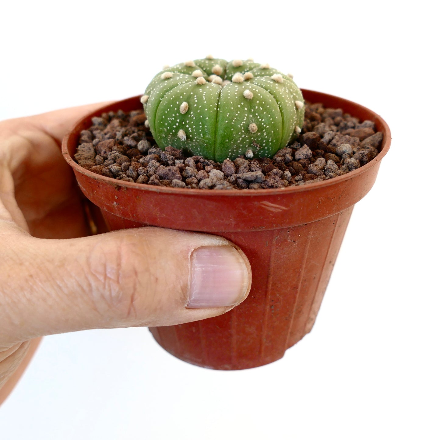 Astrophytum asterias var. tamaulipensis 75B