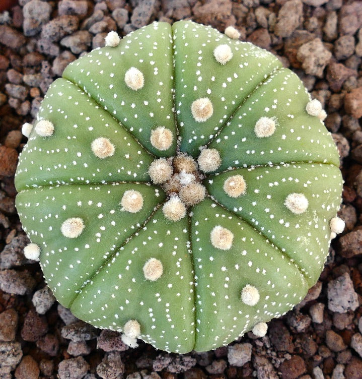 Astrophytum asterias var. tamaulipensis 75B