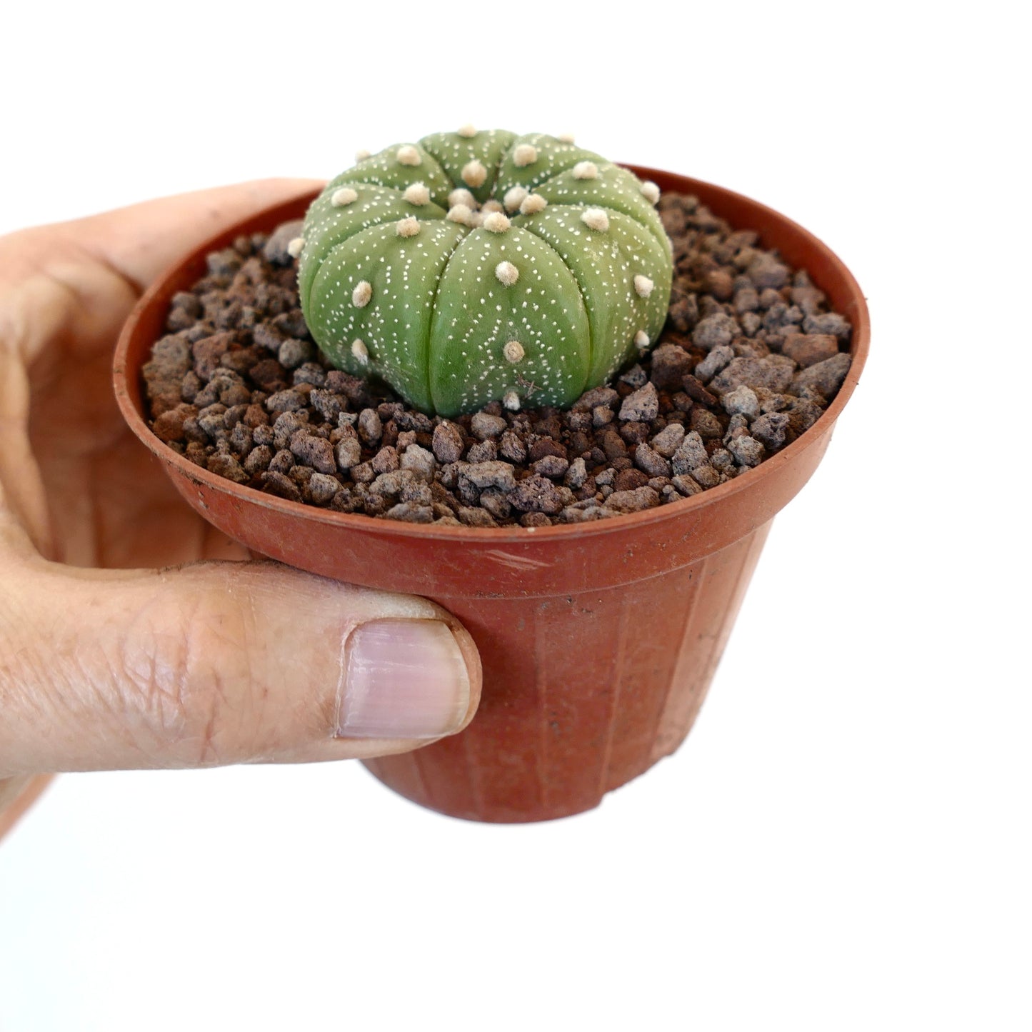 Astrophytum asterias var. tamaulipensis 75B