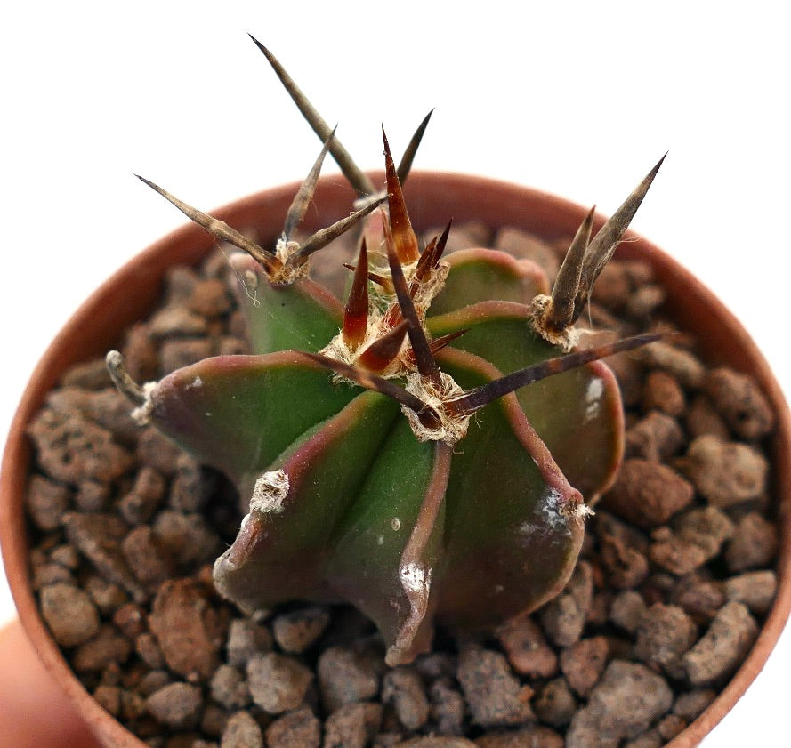 Astrophytum capricorne cactus with dark, sharp spines and ribbed green body in pot