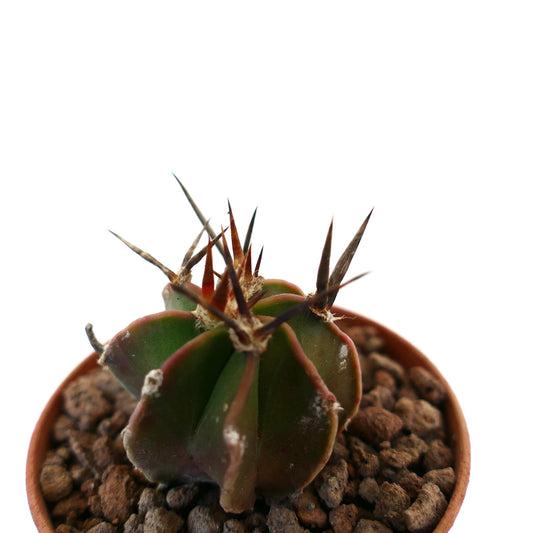 Astrophytum capricorne small succulent cactus with dark spines and ribbed green body in pot