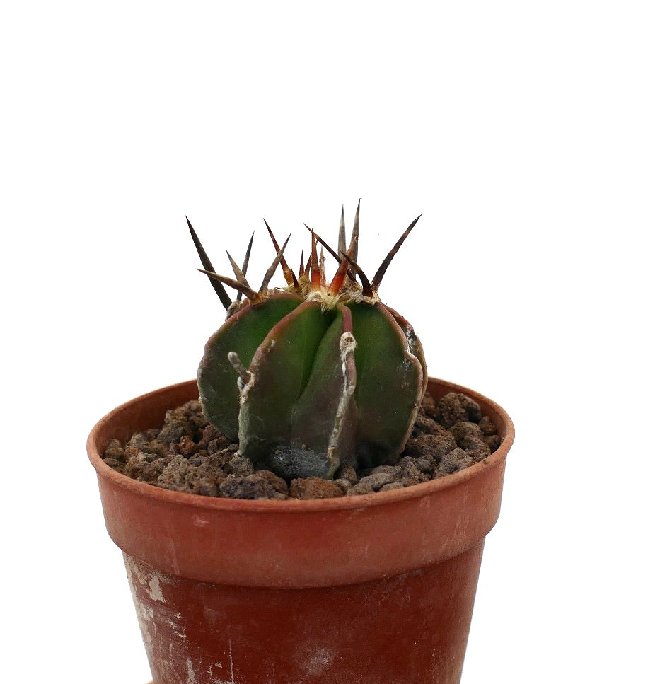 Astrophytum capricorne succulent cactus with dark, long spines in terracotta pot