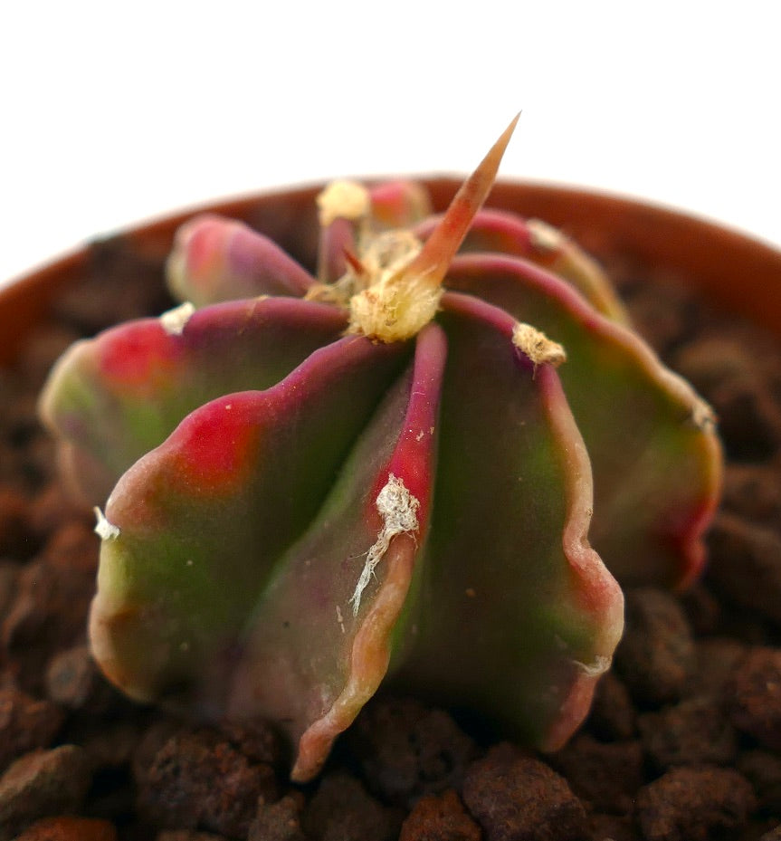 Astrophytum capricorne succulent cactus with reddish-green ribs and sharp central spine