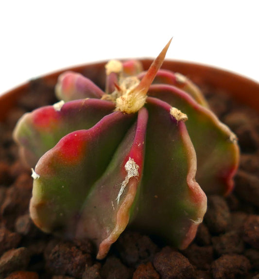 Astrophytum capricorne succulent cactus with reddish-green ribs and sharp central spine