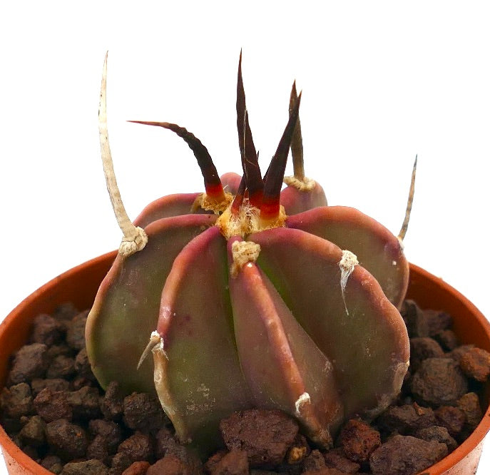 Astrophytum capricorne rare succulent cactus with long dark spines and ribbed structure