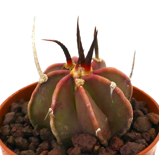 Astrophytum capricorne rare succulent cactus with long dark spines and ribbed structure