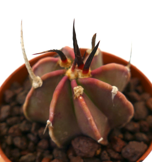 Astrophytum capricorne succulent cactus with long dark spines and ribbed body in pot