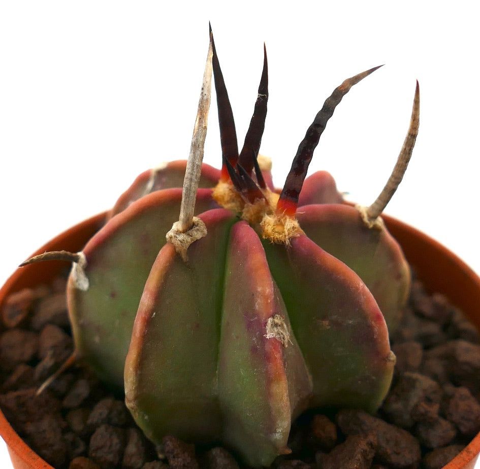 Astrophytum capricorne rare succulent cactus with long dark spines and green ribbed body