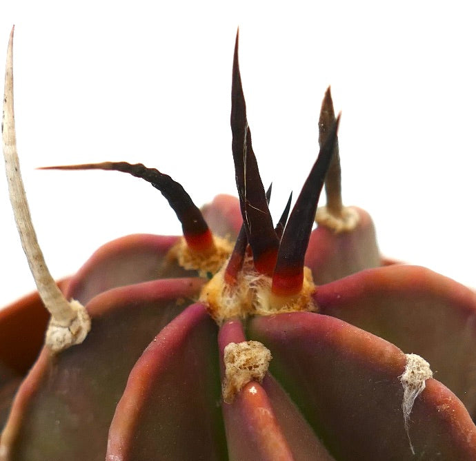Astrophytum capricorne succulent cactus with long dark spines and ribbed body