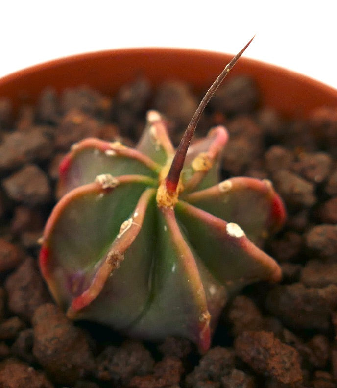 Astrophytum capricorne succulent cactus with long central spine and ribbed green body