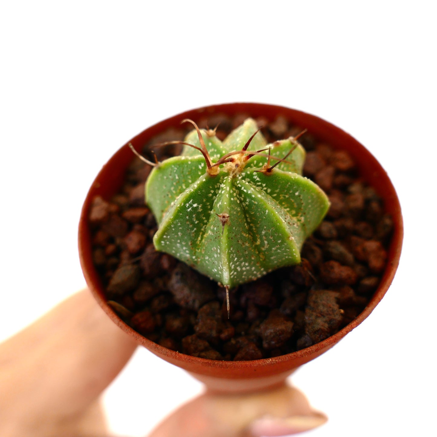 Astrophytum ornatum x capricorne var. AUREUM piccolo cactus verde con macchie bianche e spine lunghe in vaso