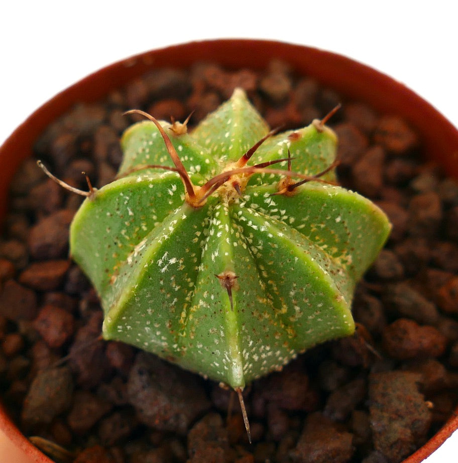 Astrophytum ornatum x capricorne var. AUREUM cactus verde a forma di stella con spine lunghe e macchie bianche