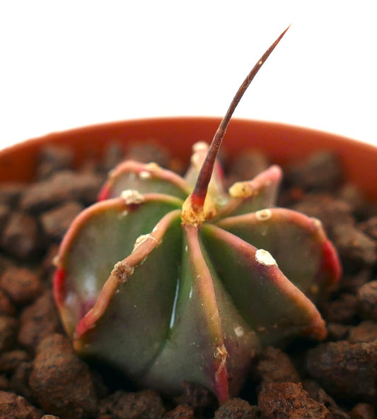 Astrophytum capricorne small succulent cactus with long central spine and ribbed green body