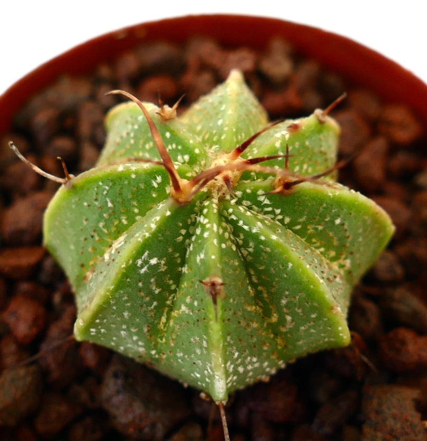 Astrophytum ornatum x capricorne var. AUREUM piccolo cactus verde a forma di stella con spine lunghe e macchie bianche