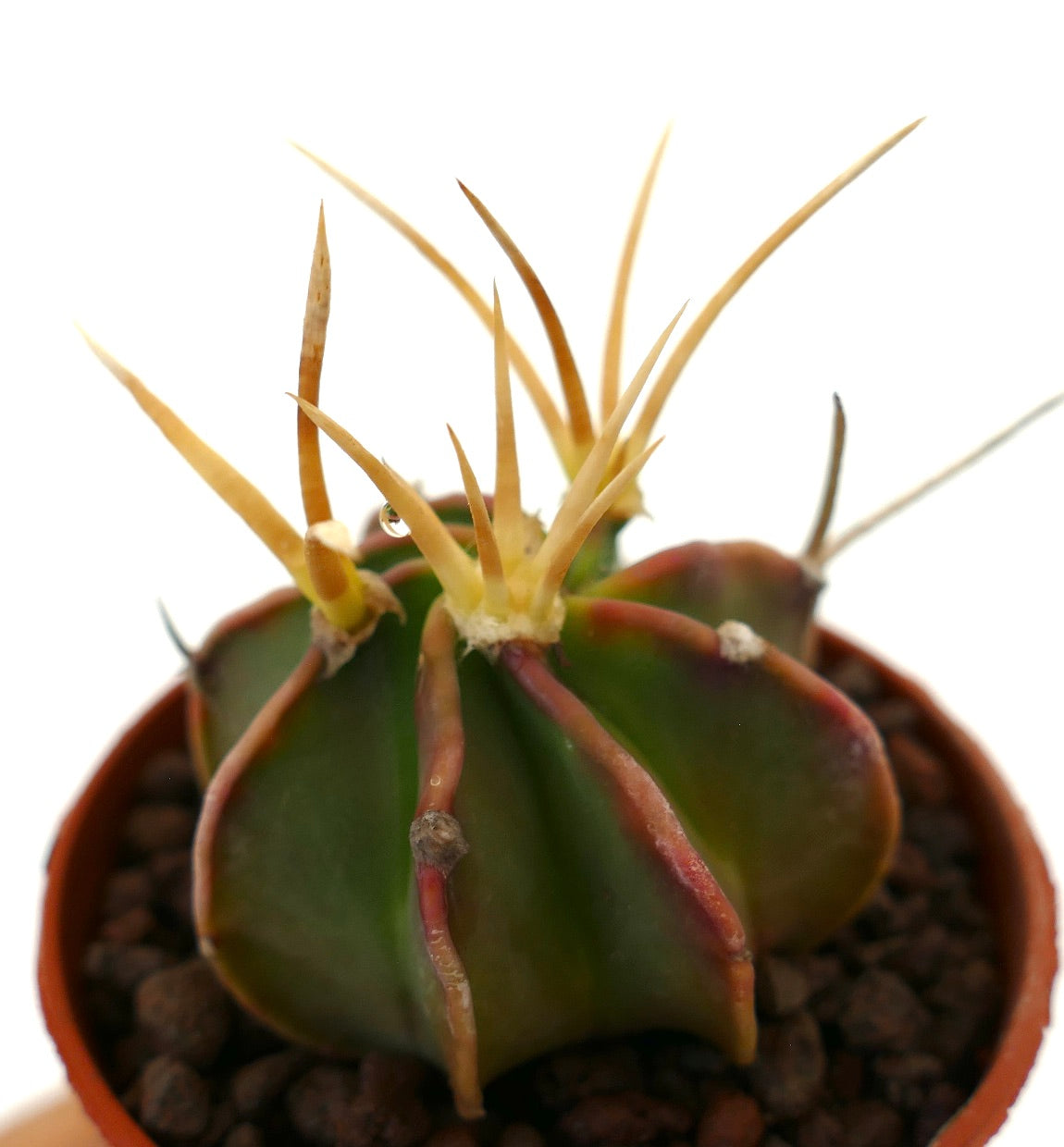 Astrophytum capricorne succulent cactus with green ribbed body and long yellow spines in pot