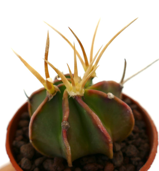 Astrophytum capricorne succulent cactus with green ribbed body and long yellow spines in pot