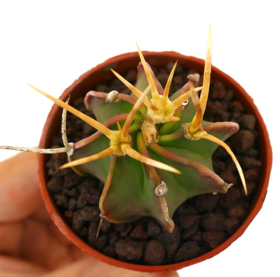 Astrophytum capricorne succulent cactus with long yellow spines and star-shaped green body