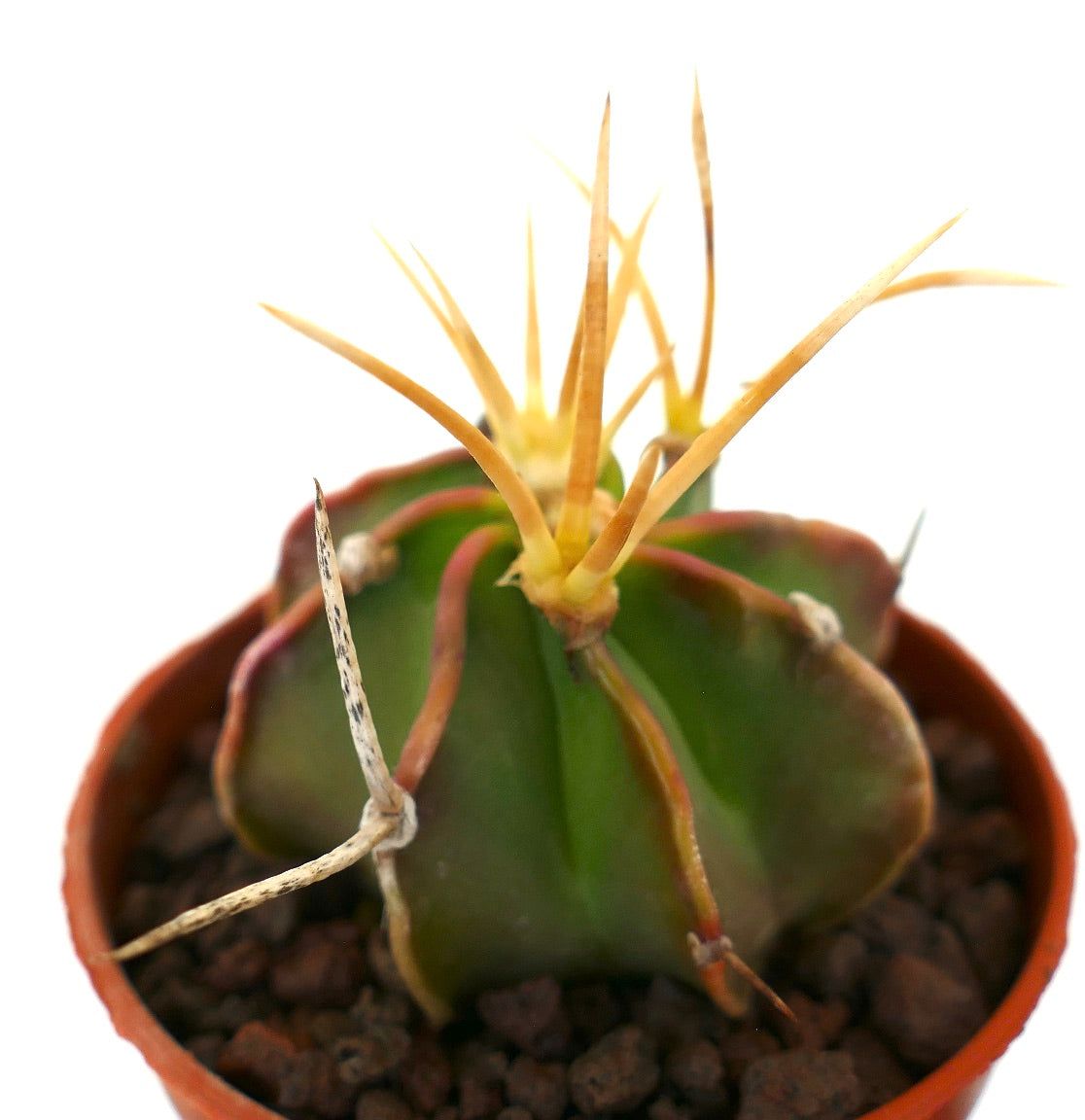 Astrophytum capricorne succulent cactus with prominent yellow and white spines in pot