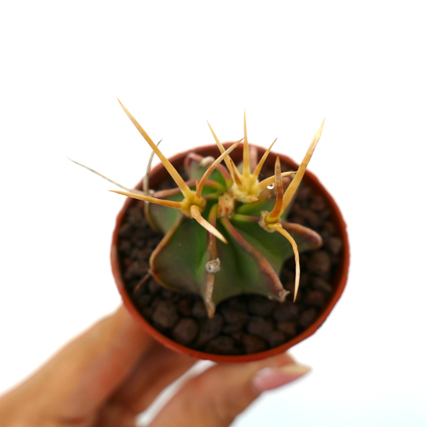 Astrophytum capricorne succulent cactus with long yellow spines in small pot held by hand
