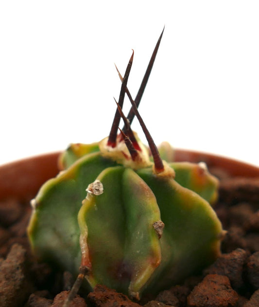 Astrophytum capricorne succulent cactus with long dark spines and ribbed green body