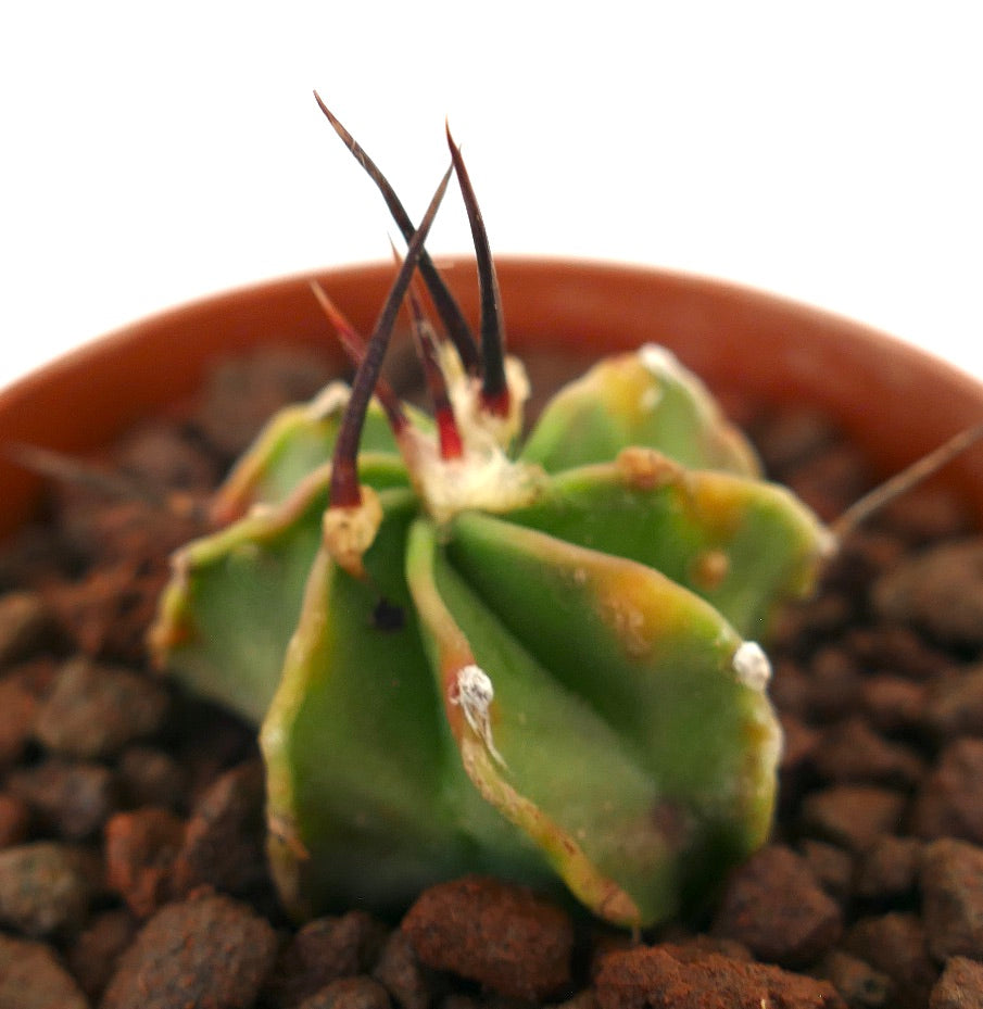 Astrophytum capricorne rare succulent cactus seedling with long dark spines and green body