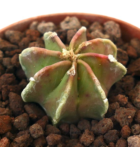 Astrophytum capricorne NUDUM cv THAYO N2 rare succulent cactus with ribbed green and reddish stems