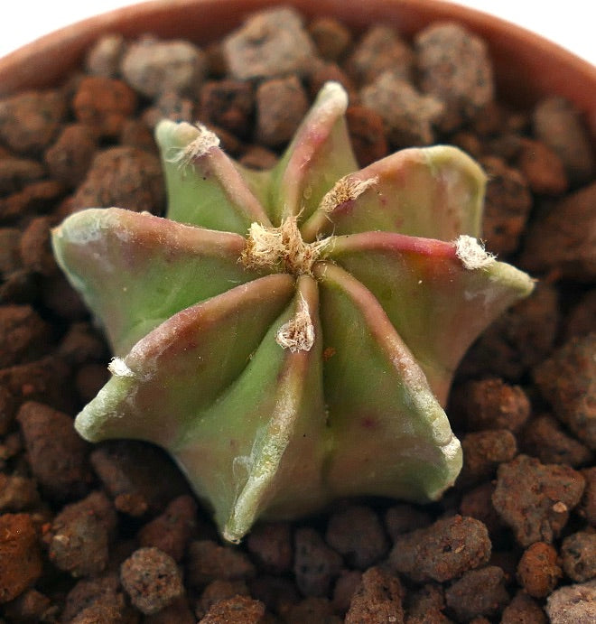 Astrophytum capricorne NUDUM rare succulent cactus with star-shaped ribs and woolly areoles
