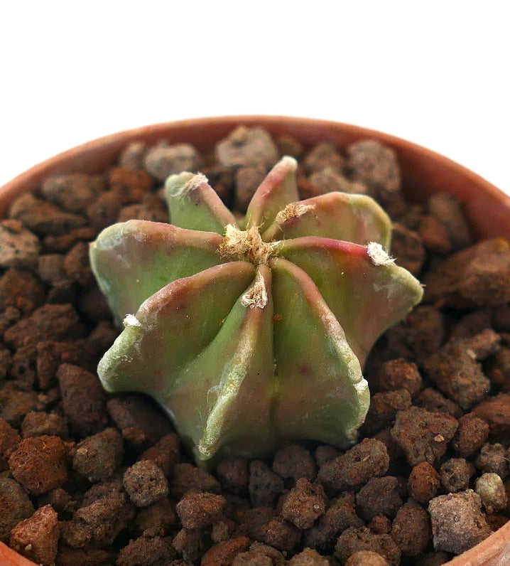 Astrophytum capricorne NUDUM succulent cactus with ribbed structure and subtle reddish hues in potting soil