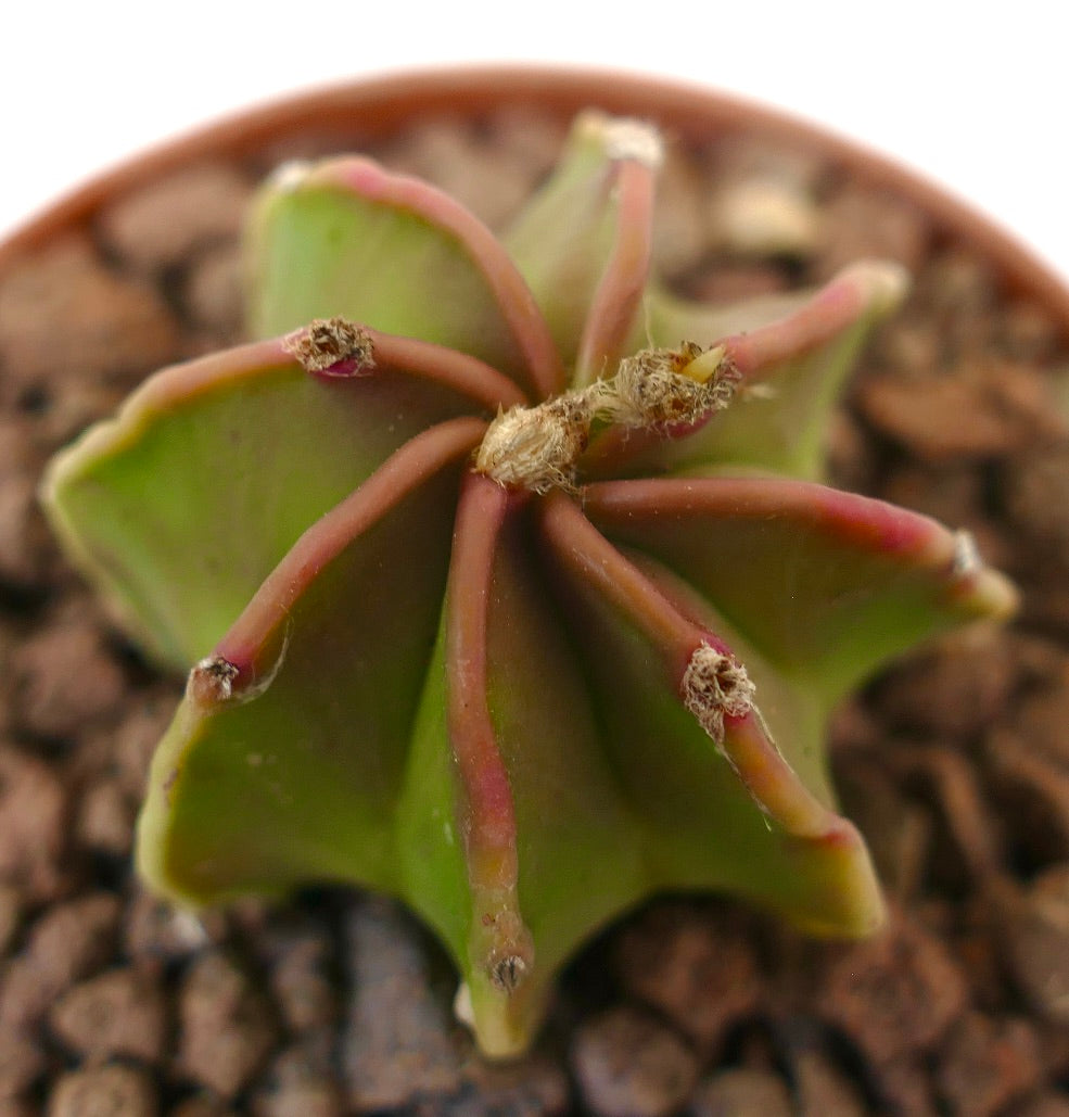 Astrophytum capricorne succulent cactus with star-shaped green body and reddish spines