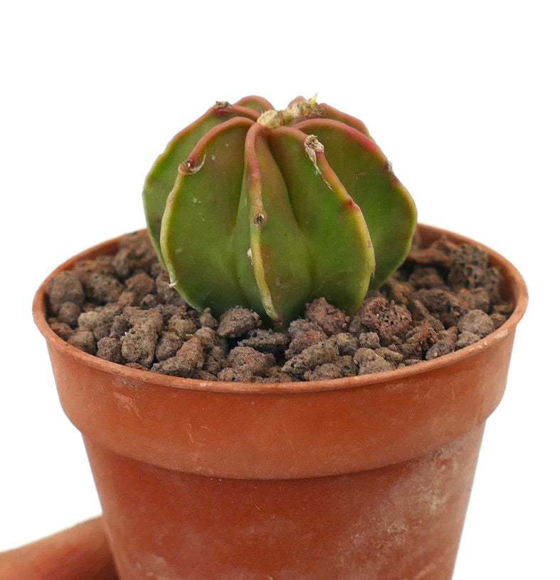 Astrophytum capricorne succulent cactus with rounded ribs and reddish edges in small pot