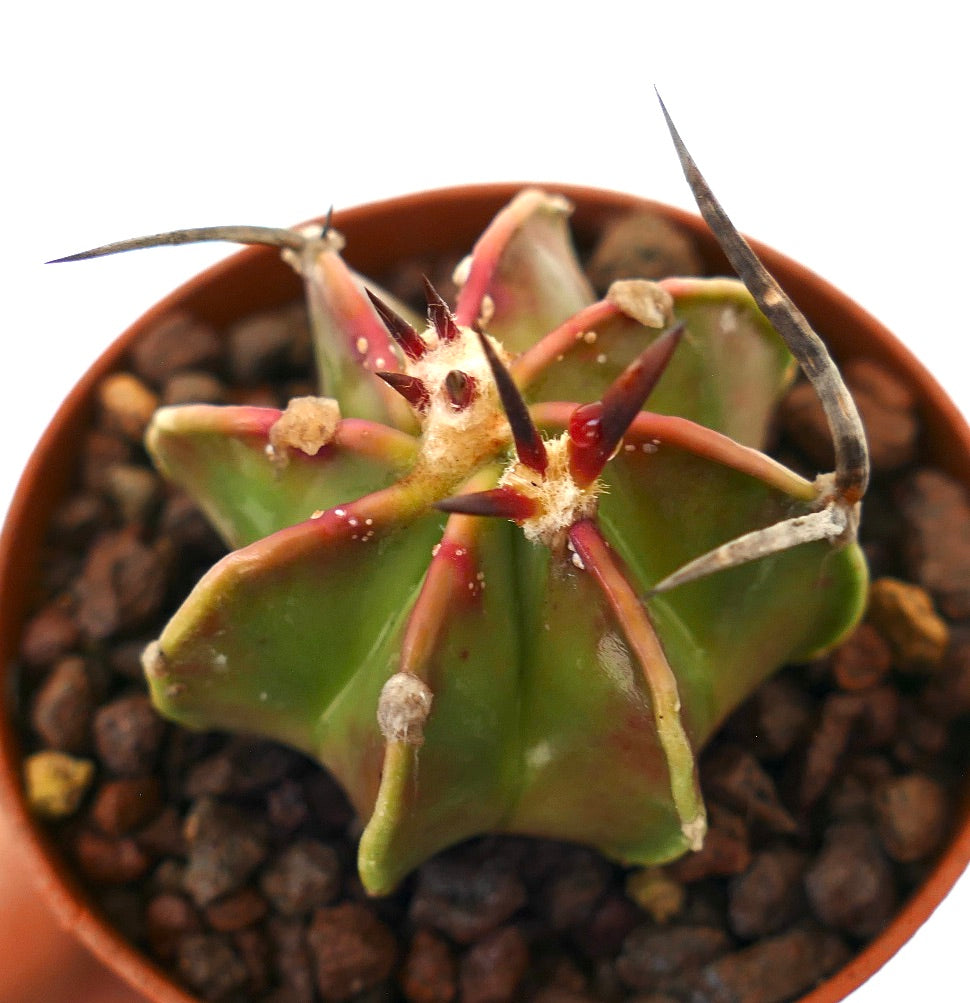 Astrophytum capricorne succulent cactus with prominent long curved spines and green ribbed body