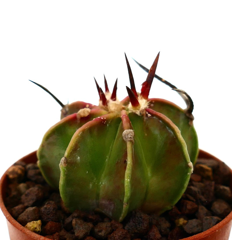 Astrophytum capricorne succulent cactus with long reddish spines and ribbed green body