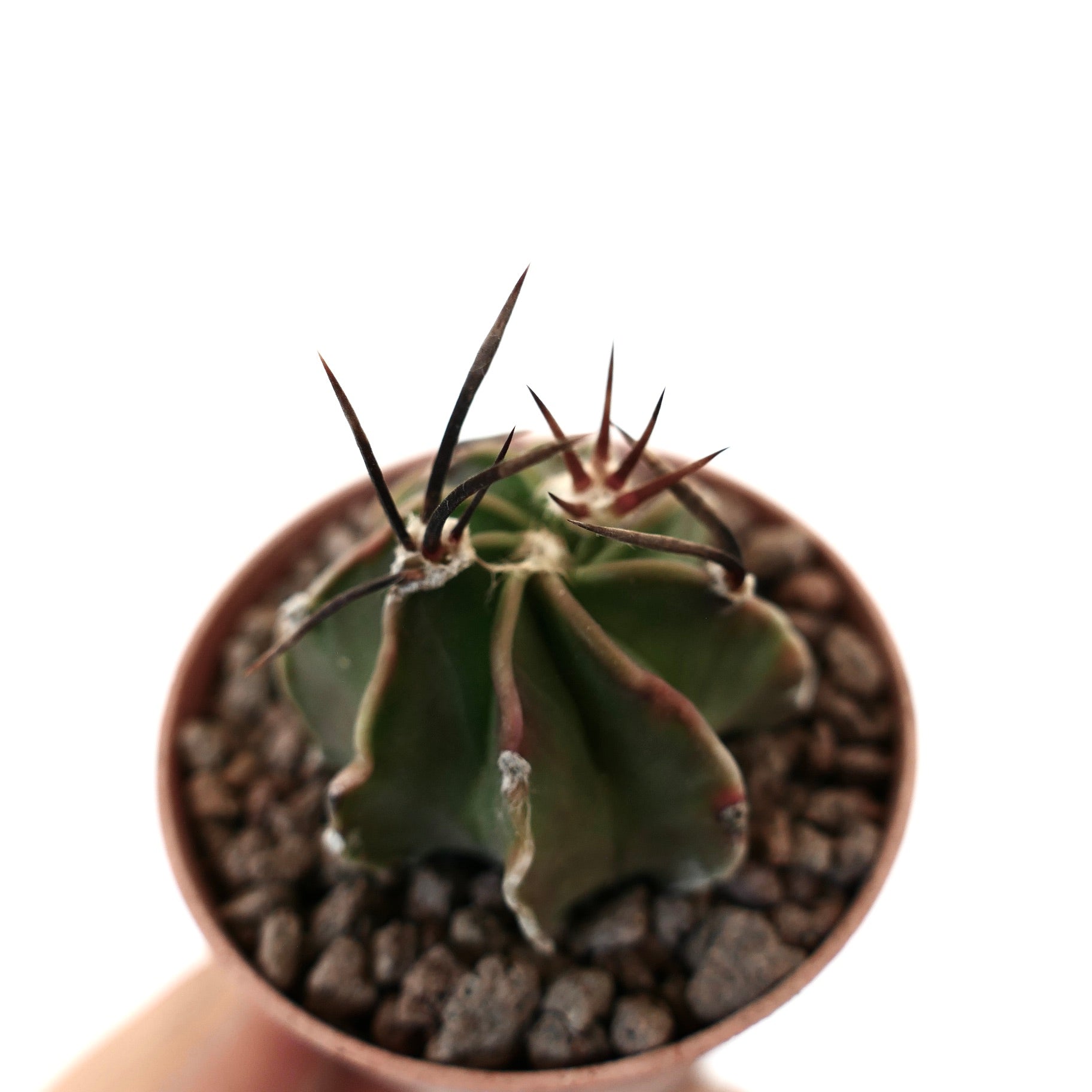 Astrophytum capricorne small cactus with long dark spines and ribbed green body in pot