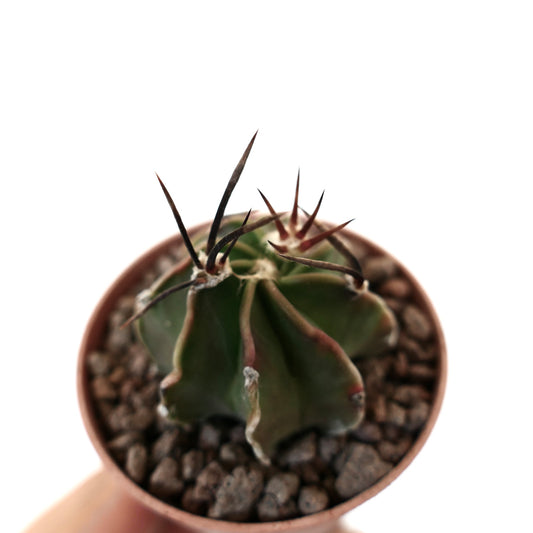 Astrophytum capricorne small cactus with long dark spines and ribbed green body in pot