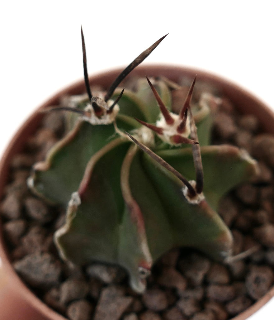 Astrophytum capricorne rare succulent cactus with long dark spines and ribbed green body