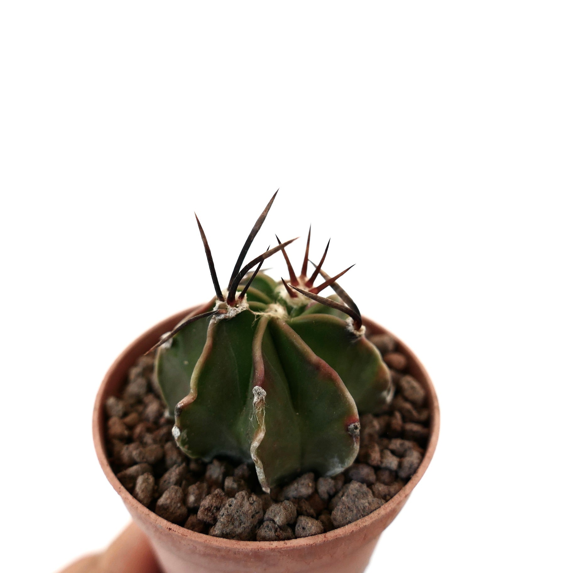 Astrophytum capricorne small succulent cactus with long dark spines in terracotta pot