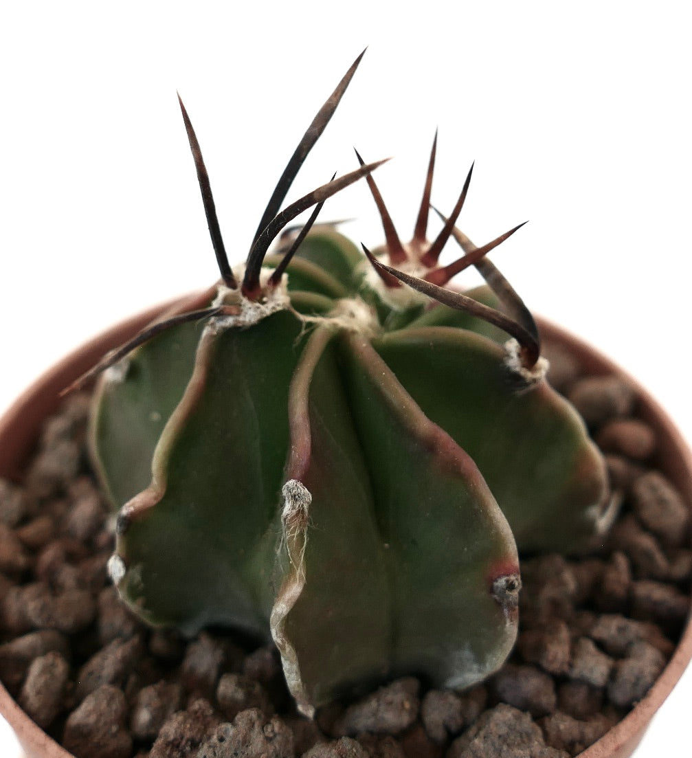Astrophytum capricorne cactus with long dark spines and ribbed green body in pot